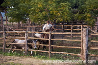 Buttero, Maremma, Tuscany - Buttero, Maremme, Toscane - it01515