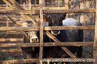 Maremman cattle, Tuscany - Vaches de Maremme, Toscane it01517