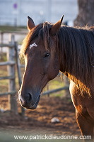 Maremman horse, Tuscany - Cheval de Maremme, Toscane - it01519