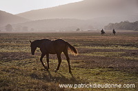 Maremman horse, Tuscany - Cheval de Maremme, Toscane - it01533 Maremman horse, Tuscany - Cheval de Maremme, Toscane - it01533