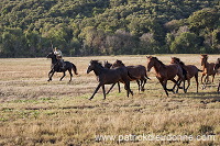 Buttero, Maremma, Tuscany - Buttero, Maremme, Toscane - it01539