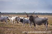 Maremman cattle, Tuscany - Vaches de Maremme, Toscane - it01551