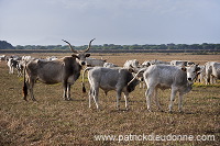 Maremman cattle, Tuscany - Vaches de Maremme, Toscane - it01563 Maremman cattle, Tuscany - Vaches de Maremme, Toscane - it01563