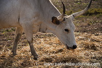 Maremman cattle, Tuscany - Vaches de Maremme, Toscane - it01564
