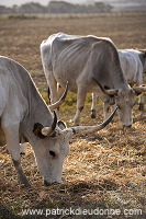 Maremman cattle, Tuscany - Vaches de Maremme, Toscane - it01566