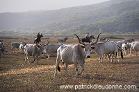 Butteri, Maremma, Tuscany - Butteri, Maremme, Toscane - it01568