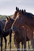 Maremman horse, Tuscany - Cheval de Maremme, Toscane - it01585