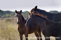 Maremman horse, Tuscany - Cheval de Maremme, Toscane  - it01587