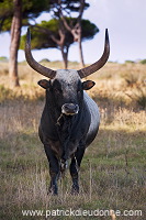 Maremman cattle, Tuscany - Vaches de Maremme, Toscane -  it01592