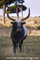 Maremman cattle, Tuscany - Vaches de Maremme, Toscane - it01592 Maremman cattle, Tuscany - Vaches de Maremme, Toscane - it01592