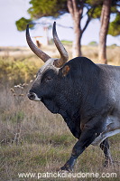 Maremman cattle, Tuscany - Vaches de Maremme, Toscane - it01593