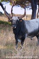 Maremman cattle, Tuscany - Vaches de Maremme, Toscane - it01594