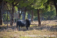Maremman cattle, Tuscany - Vaches de Maremme, Toscane - it01596