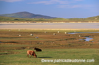 Machair pasture, Harris, Scotland - Harris, Ecosse - 18601 Machair pasture, Harris, Scotland - Harris, Ecosse - 18601