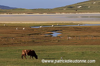 Machair pasture, Harris, Scotland - Harris, Ecosse - 18602