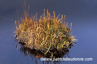 Bog Asphodel, Harris, Scotland - Ossifrage, Ecosse - 18649