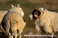 Scottish Blackface ram, Skye, Scotland - Skye, Ecosse - 18962 Scottish Blackface ram, Skye, Scotland - Skye, Ecosse - 18962