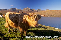 Highland cattle, Skye, Scotland - Ecosse - 19337