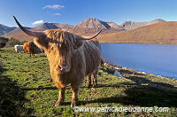 Highland cattle, Skye, Scotland - Ecosse - 19339