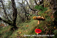 Damp forest, Skye, Scotland - Forêt humide, Skye, Ecosse - 19446 Damp forest, Skye, Scotland - Forêt humide, Skye, Ecosse - 19446