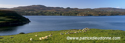 Loch Harport & sheep, Skye, Scotland - Loch Harport et moutons, Skye, Ecosse  15904