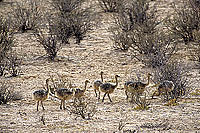 Young Ostriches (Struthio camelus) - Petites autruches, Kalahari (SAF-BIR-0075)
