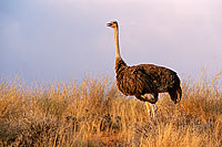 Ostrich (Struthio camelus) - Autruche femelle, Af. du sud (saf-bir-0404)
