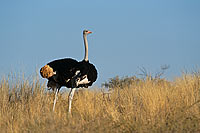 Ostrich (Struthio camelus) - Autruche male, Af. du sud (saf-bir-0406)