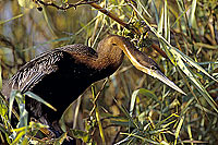 Darter (Anhinga melanogaster) - Anhinga roux, Okavango, Botswana (SAF-BIR-0031)