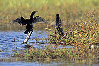 Reed cormorant (Phalacrocorax africanus) - Cormoran africain, Botswana (SAF-BIR-0123)