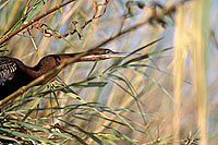 Darter (Anhinga melanogaster) - Anhinga roux, Okavango, Botswana (saf-bir-0390)