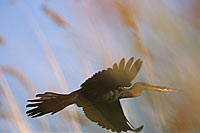 Darter (Anhinga melanogaster) - Anhinga roux, Okavango, Botswana (saf-bir-0392)