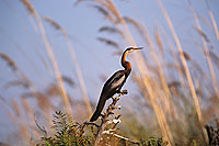 Darter (Anhinga melanogaster) - Anhinga roux, Okavango, Botswana (saf-bir-0393)