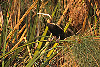 Darter (Anhinga melanogaster) - Anhinga roux, Okavango, Botswana (saf-bir-0394)