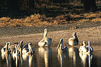 Pinkbacked Pelican (Pelecanus rufescens), Botswana - Pelican gris (saf-bir-0397)