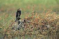Reed cormorant (Phalacrocorax africanus) - Cormoran africain, Botswana (saf-bir-0398)
