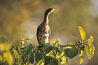 Reed cormorant (Phalacrocorax africanus) - Cormoran africain, Botswana (saf-bir-0403) Reed cormorant (Phalacrocorax africanus) - Cormoran africain, Botswana (saf-bir-0403)