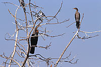 Darter (Anhinga melanogaster) - Anhinga roux, Okavango, Botswana (saf-bir-0409)