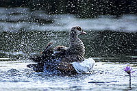 Egyptian Goose (Alopochen aegyptiacus) bathing - Ouette d'Egypte (SAF-BIR-0005)