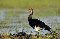 Spurwinged goose (Plectropterus gambensis) - Oie armée de Gambie, Botswana (SAF-BIR-0032)