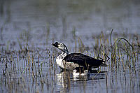 Knobbilled Duck (Sarkidiornis melanotos) - Canard à bosse, Botswana (SAF-BIR-0053)