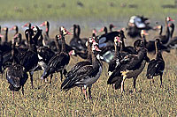 Spurwinged geese (Plectropterus gambensis) - Oies armées de Gambie, Botswana (SAF-BIR-0091)