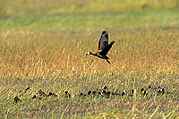 Whitefaced Ducks (Dendrocygna viduata) - Dendrocygnes veufs, Botswana (SAF-BIR-0114)