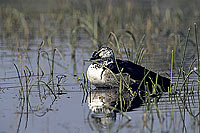 Knobbilled Duck (Sarkidiornis melanotos) - Canard Ã  bosse, Botswana (SAF-BIR-0118)