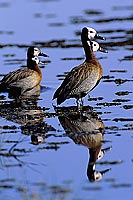 Whitefaced Duck (Dendrocygna viduata) - Dendrocygne veuf, Botswana (SAF-BIR-0175)