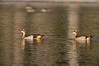 Egyptian Goose (Alopochen aegyptiacus) - Ouette d'Egypte, Botswana (SAF-BIR-0188)