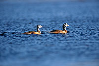 Pygmy Goose (Nettapus auritus) (pair) - Anserelle naine, couple, Botswana (saf-bir-0191)