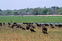 Spurwinged geese (Plectropterus gambensis) - Oies armées de Gambie, Botswana  (saf-bir-0204)