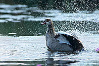 Egyptian Goose (Alopochen aegyptiacus) - Ouette d'Egypte, Afrique du Sud (saf-bir-0206)