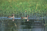 Redbilled Teal (Anas erythrorhyncha) - Canard à bec rouge, Botswana (saf-bir-0208)